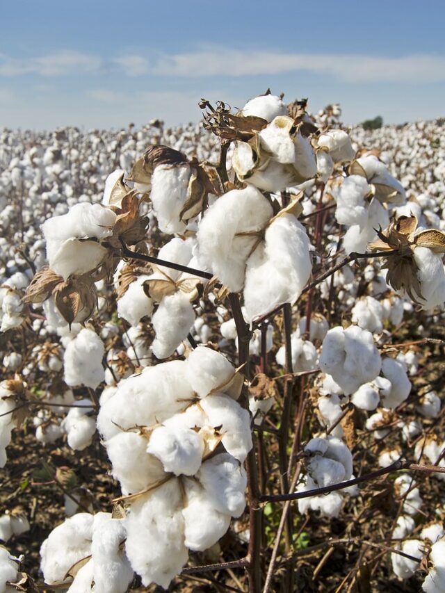 Texas cotton growers pushing for climate, inflation insurance.
