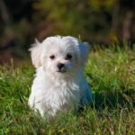 Cutest Dog Breeds That Never Stop Being Puppies