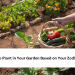 What to Plant in Your Garden Based on Your Zodiac Sign