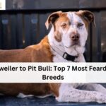Rottweiler to Pit Bull: Top 7 Most Feard Dog Breeds