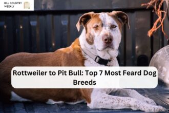 Rottweiler to Pit Bull: Top 7 Most Feard Dog Breeds