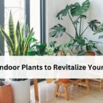 Top 7 Indoor Plants to Revitalize Your Home