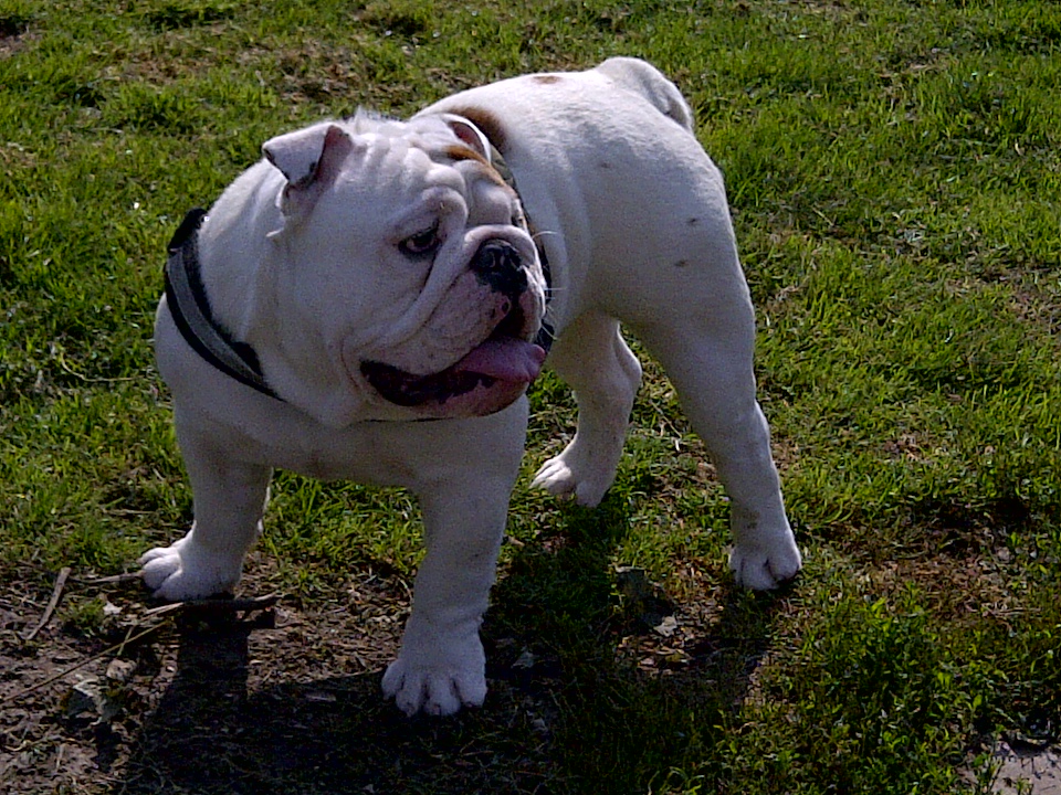 File:White-red English bulldog.jpg - Wikimedia Commons