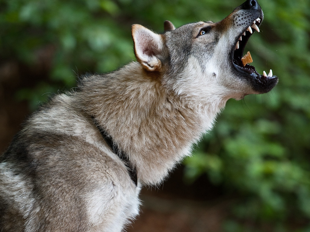 Czechoslovakian Wolf Dog / Tschechoslowakischer Wolfhund | Flickr