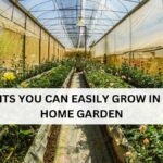 7 FRUITS YOU CAN EASILY GROW IN YOUR HOME GARDEN