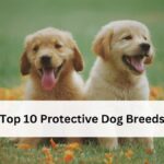 Top 10 Protective Dog Breeds