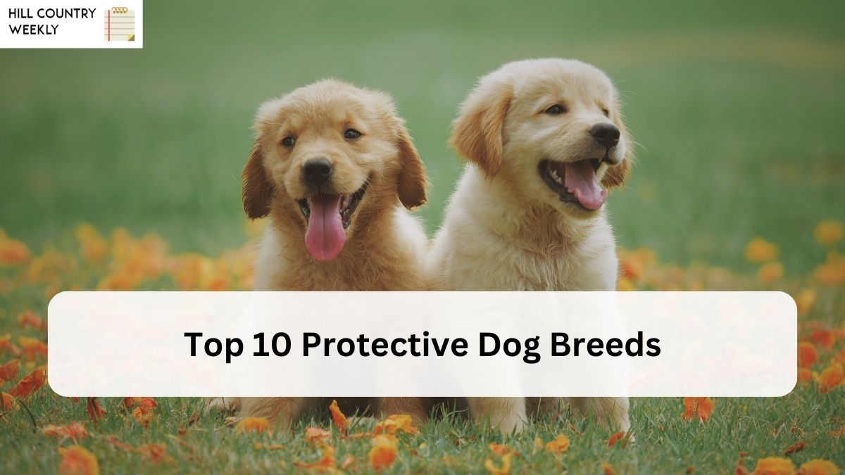 Top 10 Protective Dog Breeds