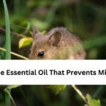 The Essential Oil That Prevents Mice