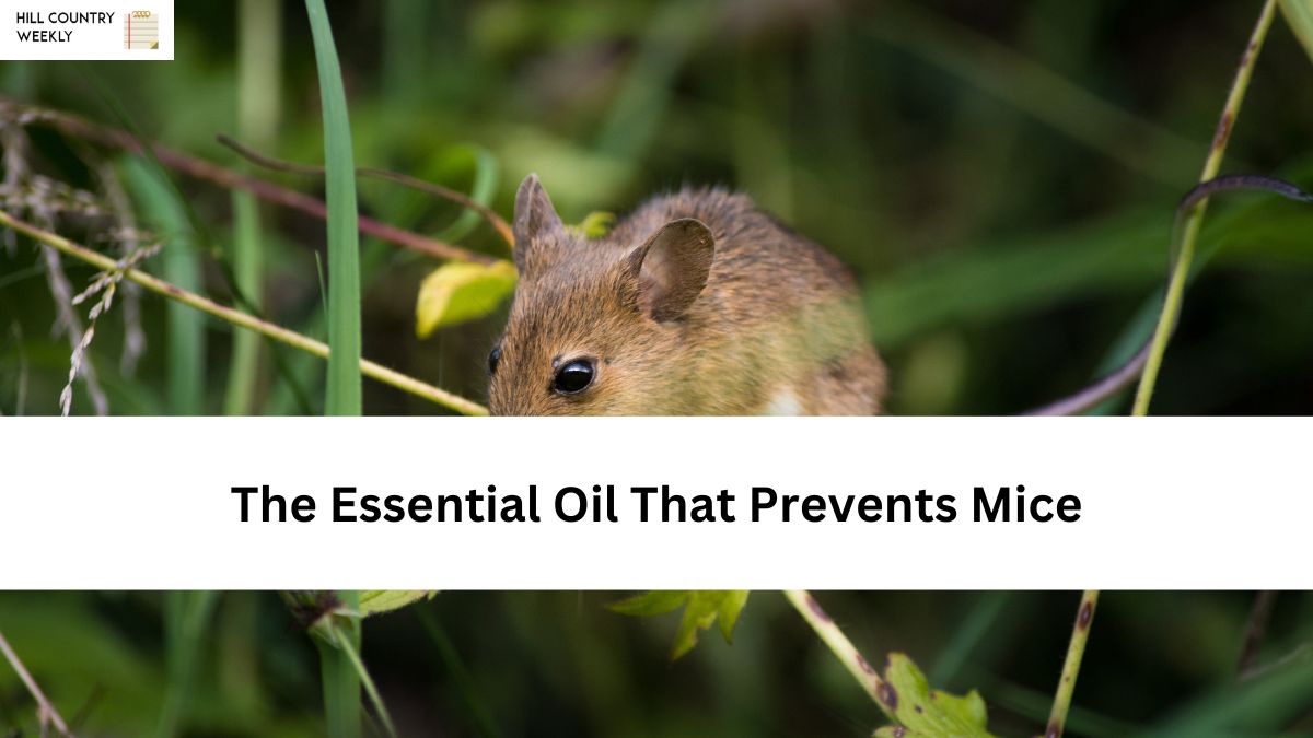 The Essential Oil That Prevents Mice