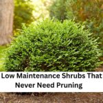 8 Low Maintenance Shrubs That Never Need Pruning