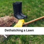 Dethatching a Lawn