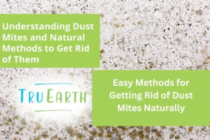 Easy Methods for Getting Rid of Dust Mites Naturally