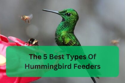 The 5 Best Types Of Hummingbird Feeders