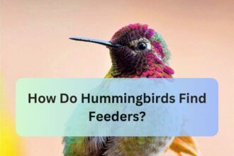 How Do Hummingbirds Find Feeders?